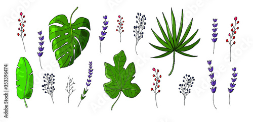 colored tropical leaves vector set with red elderberry branch and purple lavender branch isolated on white background