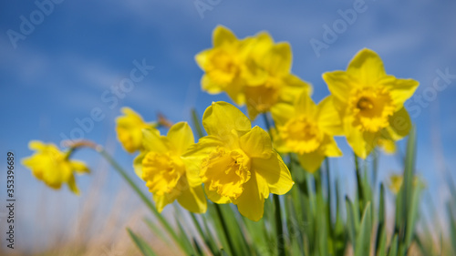 Yellow daffodils against blue sky