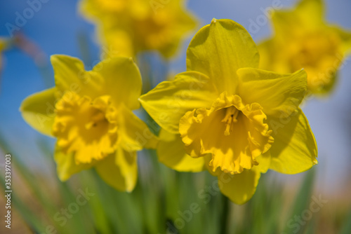 Daffodils in spring