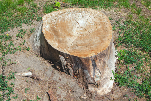 cut tree stump with insects
