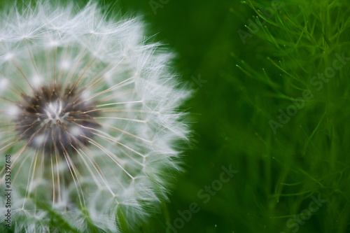 Pusteblume mit gr  nem Hintergrund Natur Makro L  wenzahn