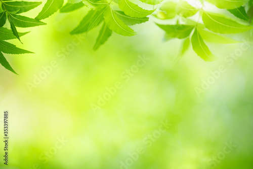 Nature of green leaf in garden at summer. Natural green leaves plants using as spring background cover page greenery environment ecology wallpaper