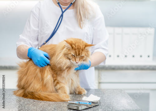 Fototapeta Naklejka Na Ścianę i Meble -  Examination of an adult cat by a veterinarian with a stethoscope in a clinic