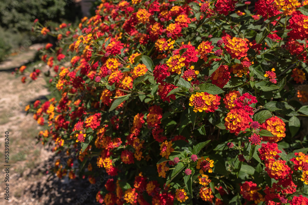Red Lantana camara - when the flowers change color they have already been pollinated.  This one has.