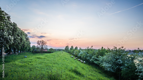 Sheep grazing on the levee meadow next to the river meuse in the village of Ool, near Roermond, Limburg, The Netherlands.