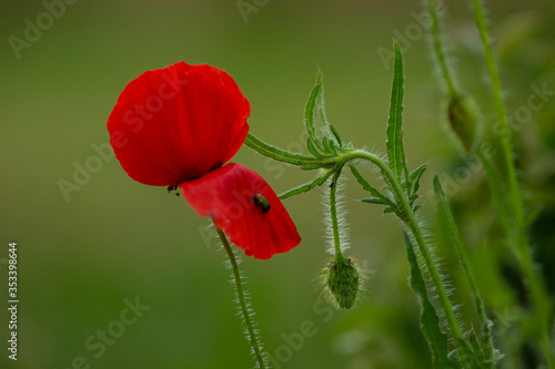 red poppy flower