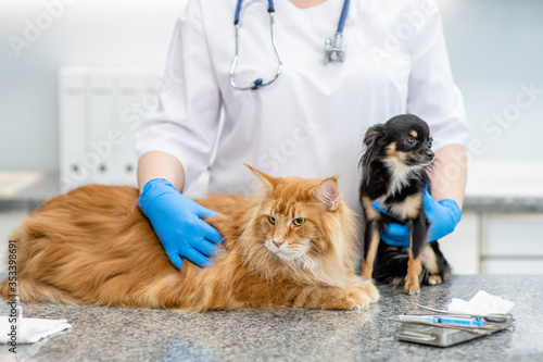 Female vet embraces adult cat and dog at veterinary clinic photo