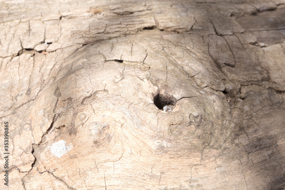 Obraz Tree bark texture for backgrounds