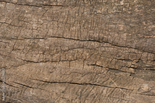 Tree bark texture for backgrounds