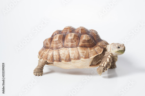 African species of spurred tortoise (Centrochelys sulcata) isolate on white background
