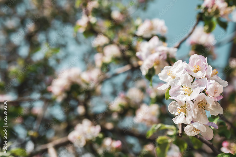 Blossoming branch of apple tree on a background of blue sky, spring floral background, the beauty of nature Blossoming branch of apple tree on a background of blue sky, spring floral background, the beauty of nature