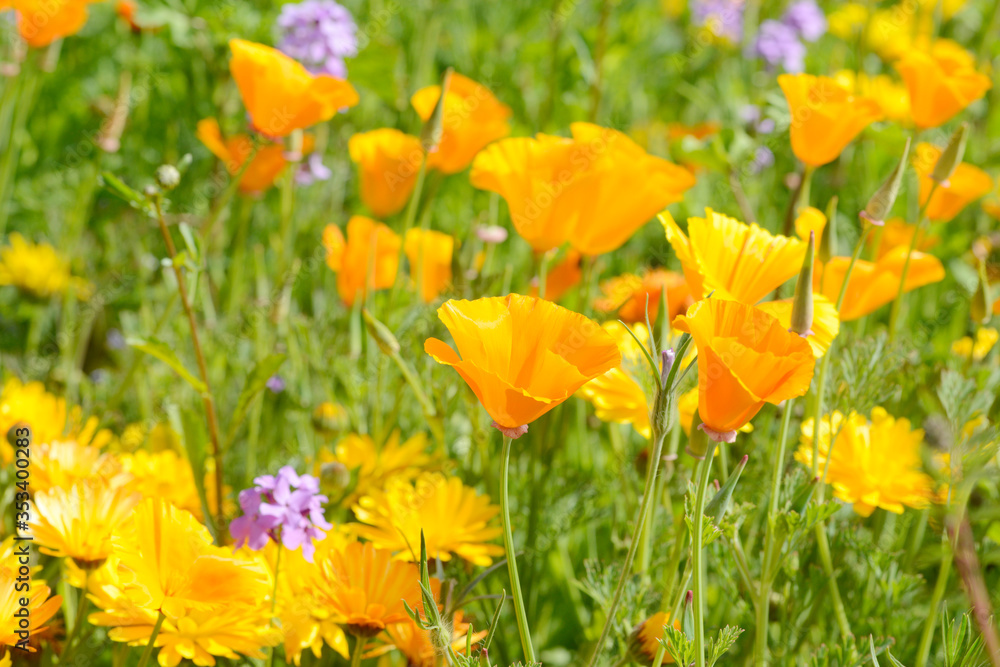 Eschscholzia californica poppy in front of flower field in the nature Eschscholzia californica poppy in front of flower field in the nature