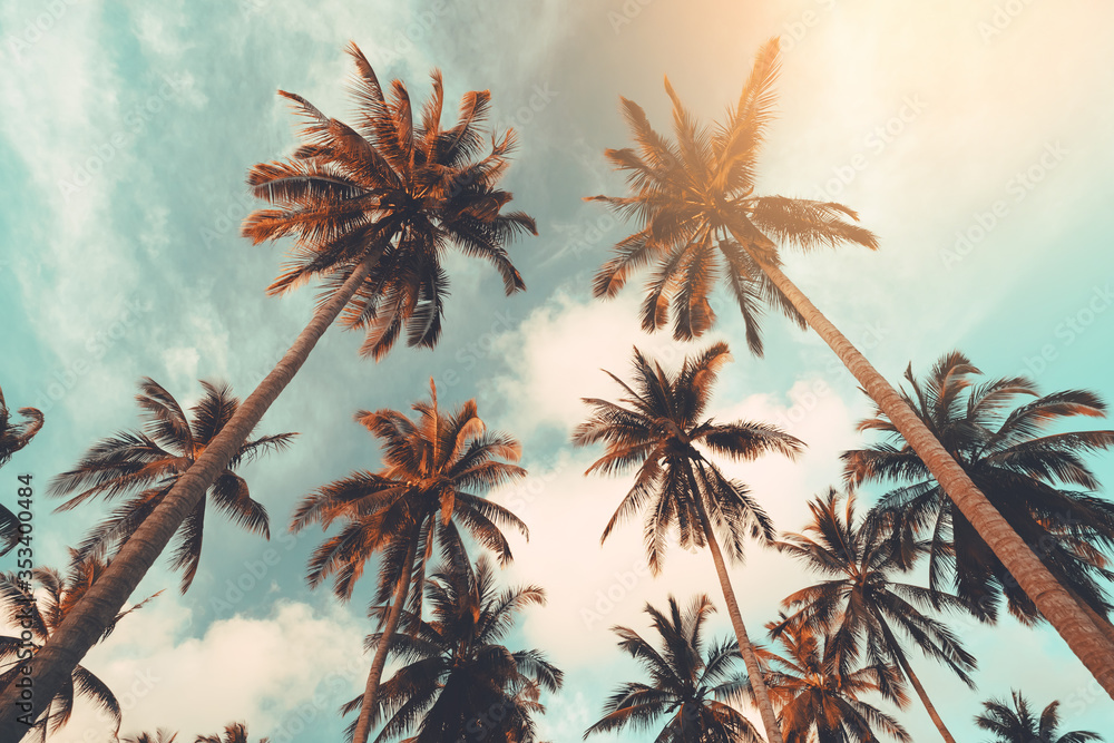 Fototapeta premium Copy space of tropical palm tree with sun light on sky background.