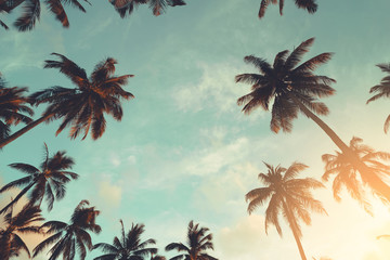 Copy space of tropical palm tree with sun light on sky background.