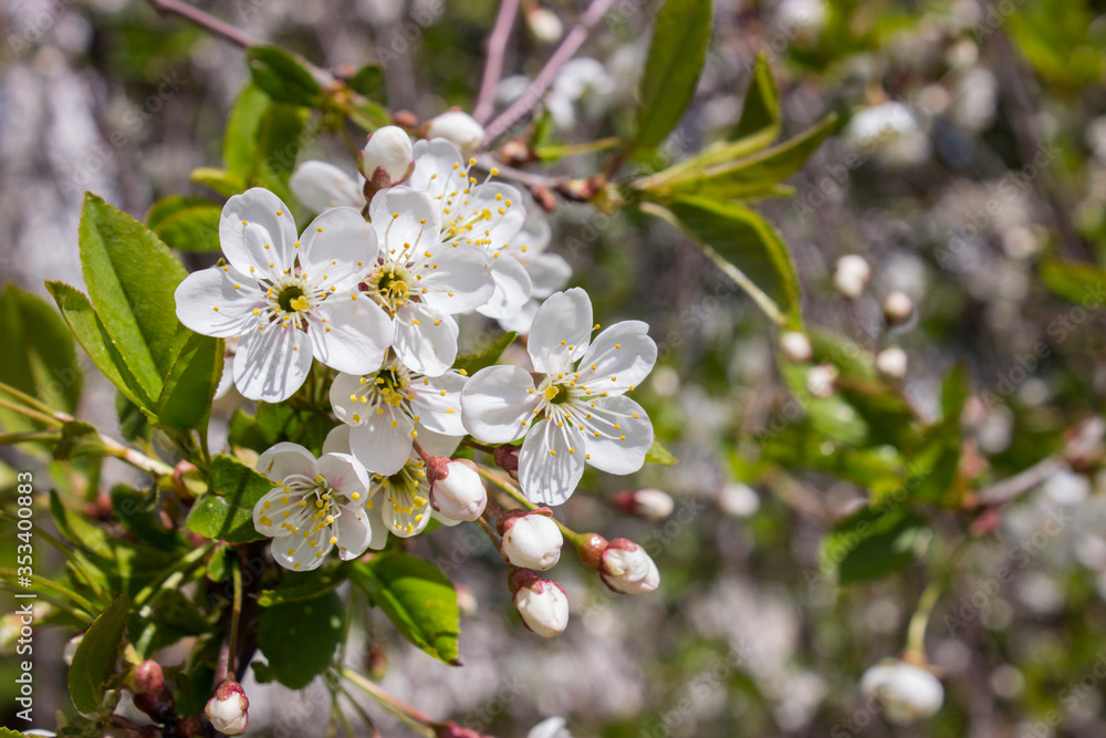 Beautiful floral background of blooming cherry