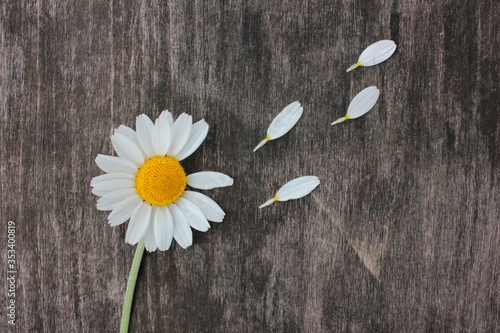 Divination on a daisy. Daisy flower with picked off petals on wooden background. Top view, flat lay, copy space. Love concept #353400819