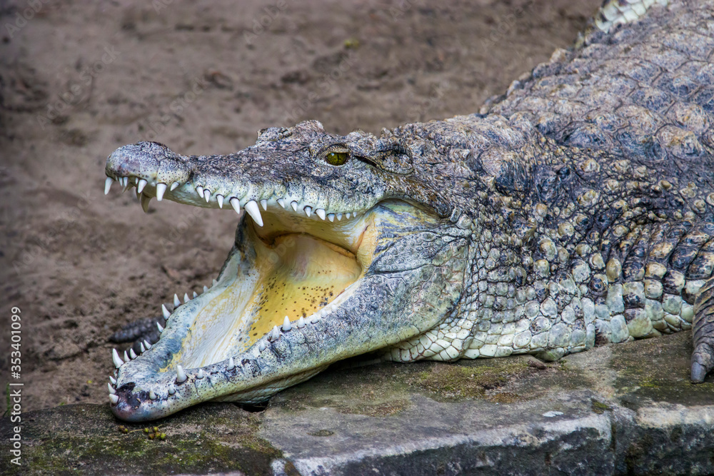 Obraz premium The Cuban crocodile (Crocodylus rhombifer) opens the mouth. A small-medium species of crocodile found only in Cuba. Despite its modest size, it is a highly aggressive animal, and dangerous.