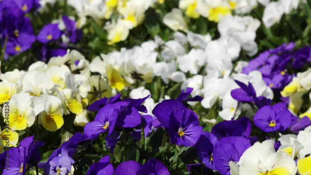 horned pansy flowering in the nature horned pansy flowering in the nature