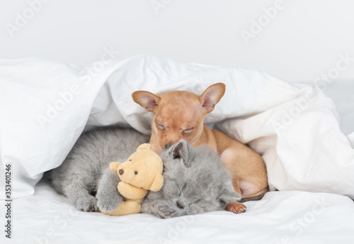 Toy terrier puppy and baby kitten sleep together under a warm blanket on a bed at home. Kitten hugs favorite toy bear