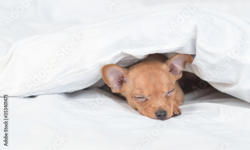 Toy terrier puppy sleeps under blanket on a bed at home. Empty space for text