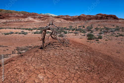 Colored mountains of Aktau, saxaul, growing on cracked, clay soil. photo