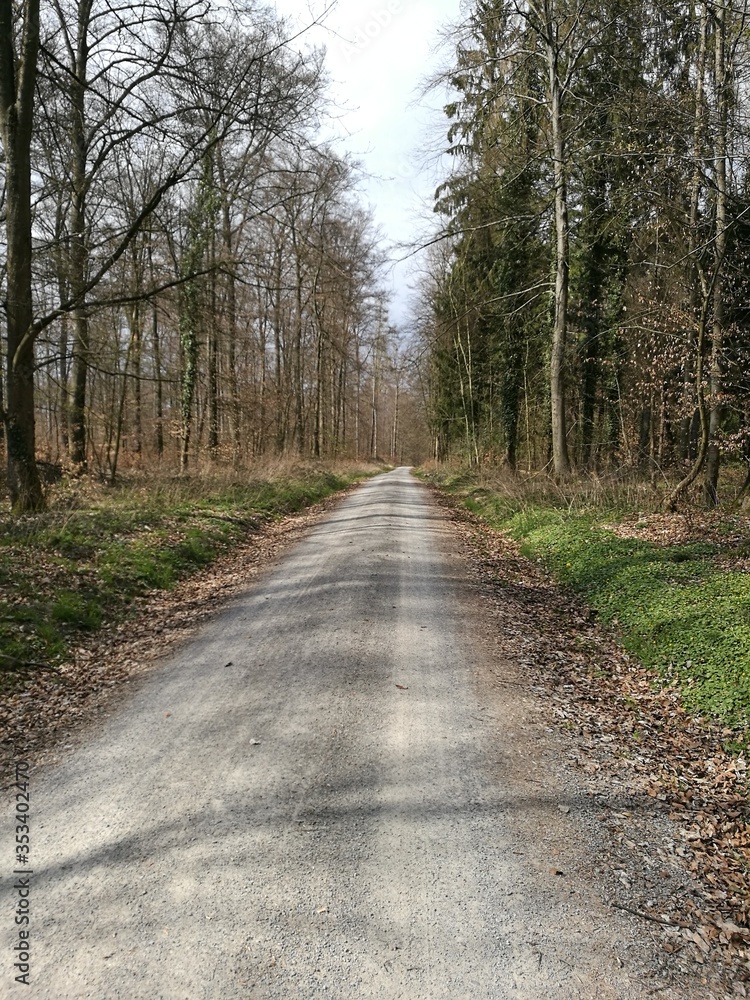Forest Path Way Forest Path Way
