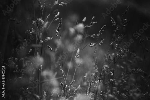 black and white fine art plants, nature, grass