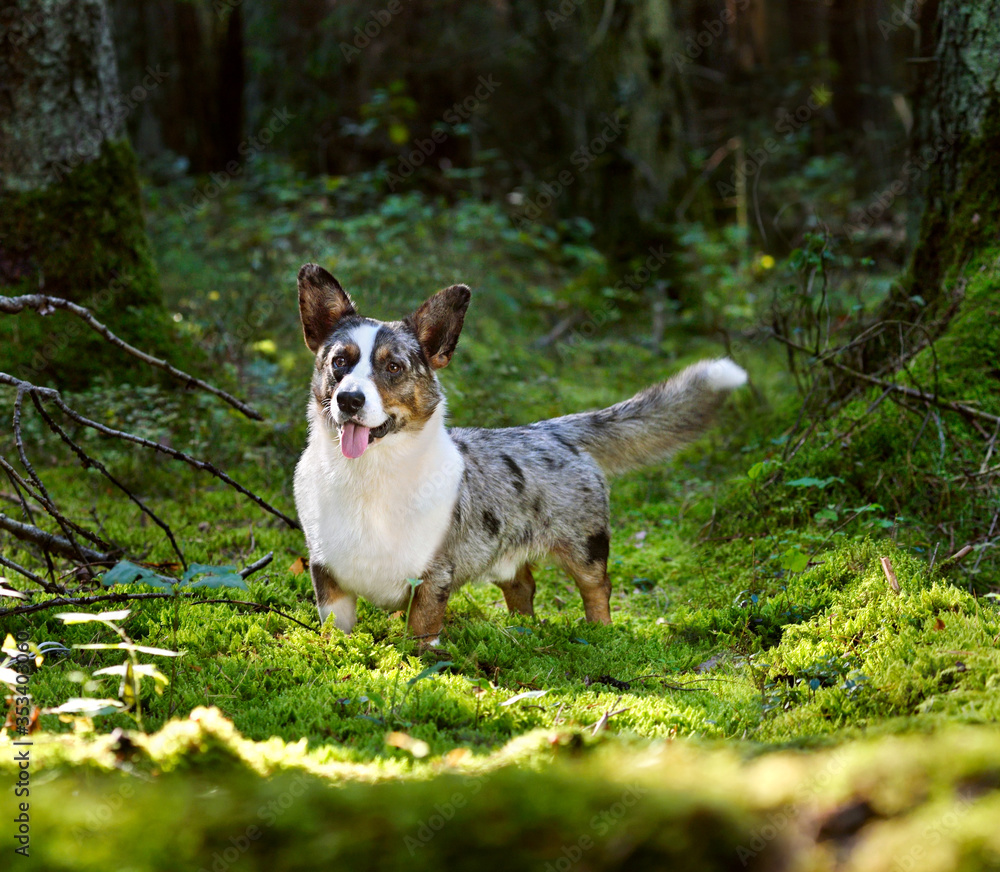 Fototapeta premium Cute Cardigan Welsh Corgi
