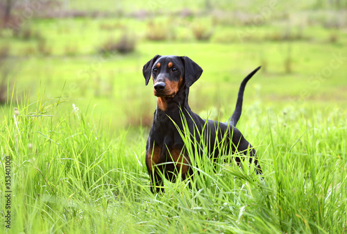 Photography German Pinscher dog