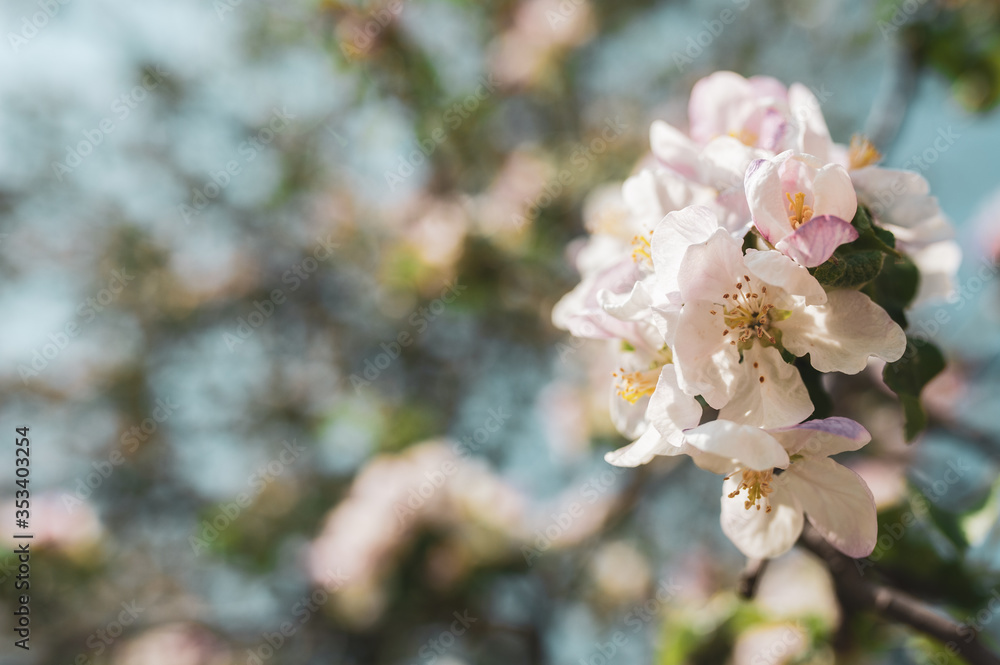 Blossoming branch of apple tree on a background of blue sky, spring floral background, the beauty of nature Blossoming branch of apple tree on a background of blue sky, spring floral background, the beauty of nature