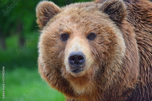 Wallpaper Mural Head Close Up Portrait of Female Brown Bear Ursus Arctos Beringianus Torontodigital.ca