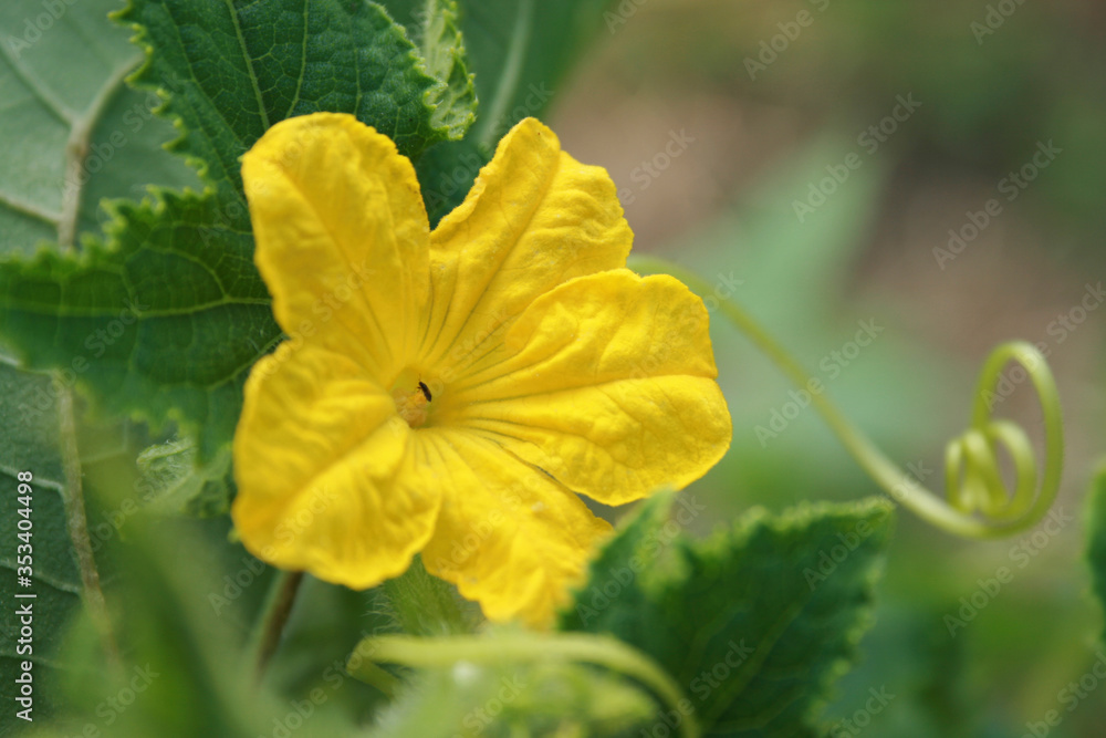 Yellow cucumbers flower Yellow cucumbers flower