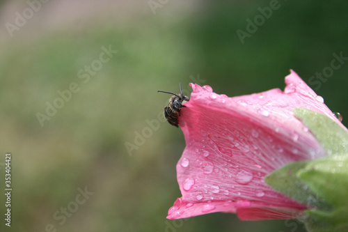 Wet bee on the tender mallow after rain