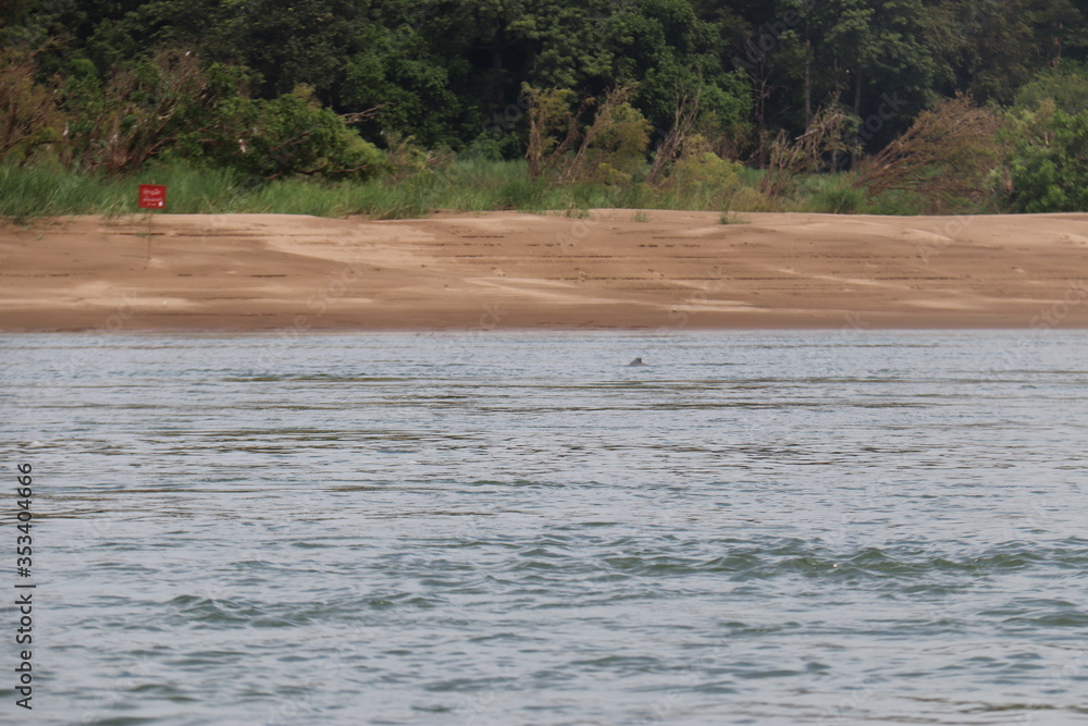 Dauphin du fleuve Mékong à Don Det, Laos