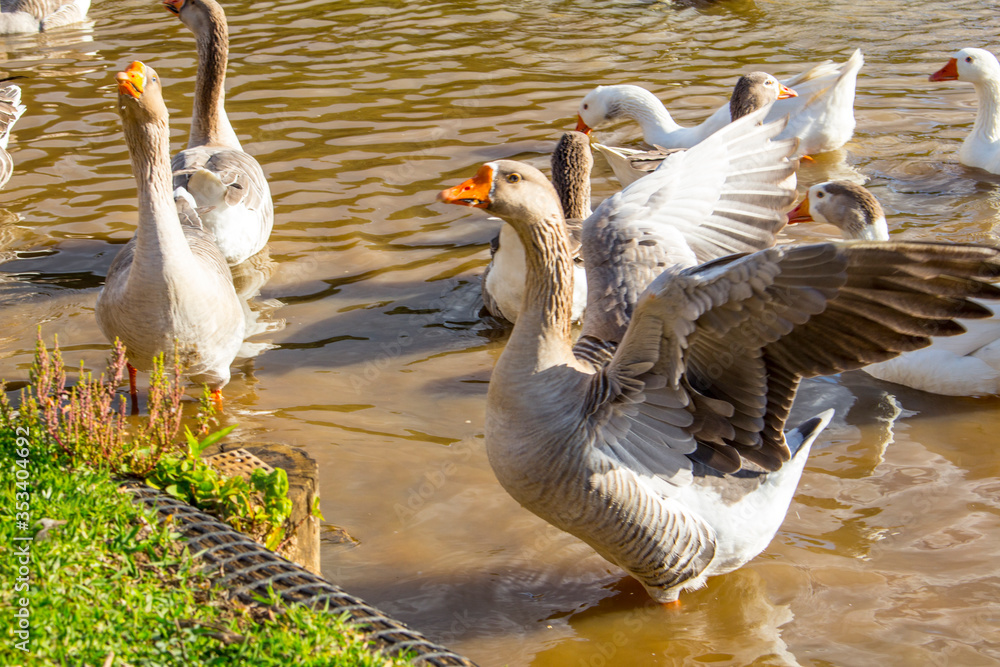 Fototapeta premium geese on the water