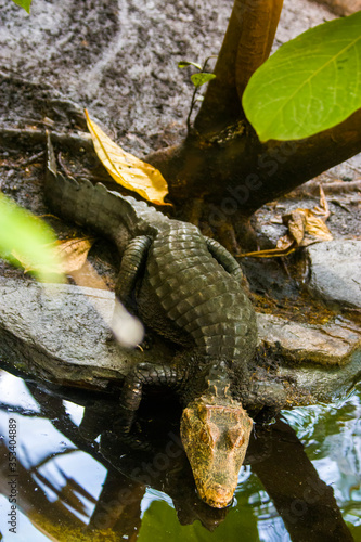 a Cuvier's dwarf caiman moves to the pond. It is a small crocodilian in the alligator family from northern and central South America. It lives in riverine forests, flooded forests near lakes.