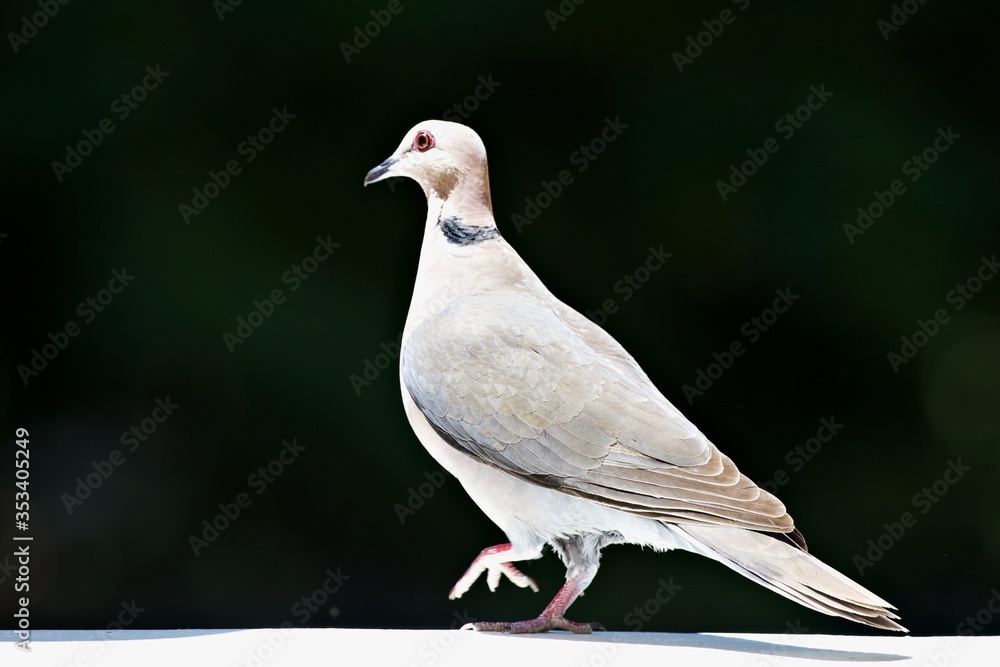 Obraz premium Ringeltaube