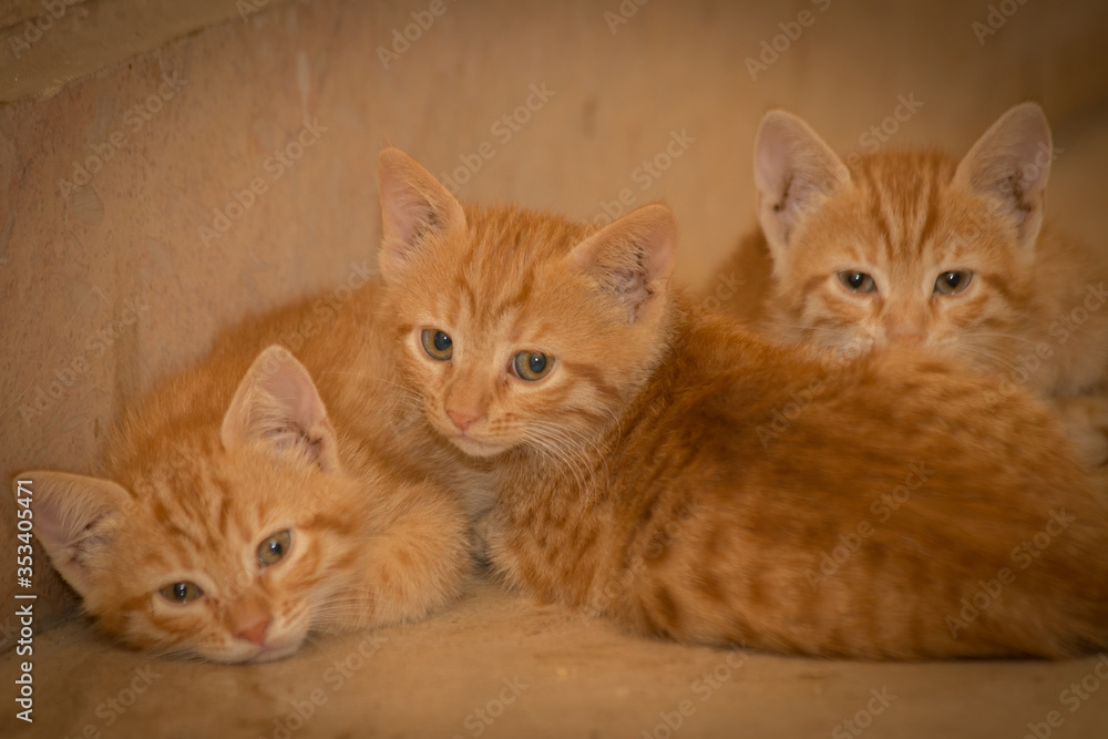 Kittens Kittens