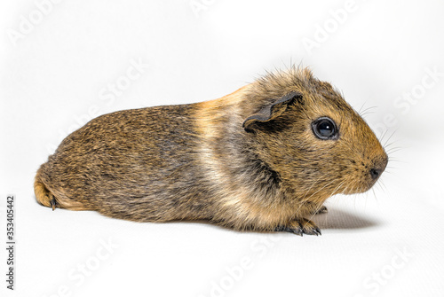 baby Guinea pig