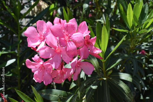 Fiori rosa di oleandro (Nerium oleander) photo