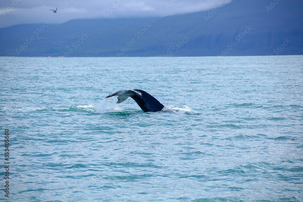 Fototapeta premium Humpback Whale in the blue ocean water. Whale tail in deep blue water. Global warming. Microplastic particles. Climate is changing. Iceland whale watching