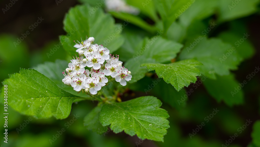 White flowers of hawthorn with pink stamens bloom in the spring garden. White flowers of hawthorn with pink stamens bloom in the spring garden.