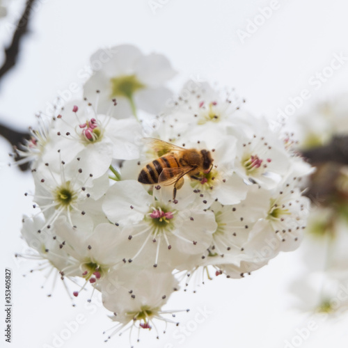 A bee collecting  nectar from a cherry blossom, Rome © andrea