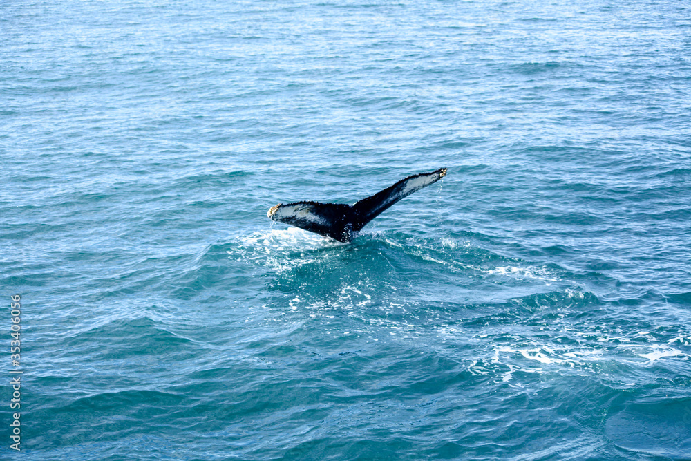 Humpback Whale in the blue ocean water. Whale tail in deep blue water. Global warming. Microplastic particles. Climate is changing. Iceland whale watching