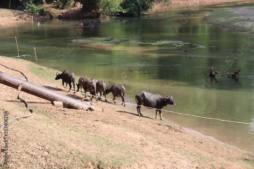 Buffles au bord d'une rivière à Kong Lor, Laos photo