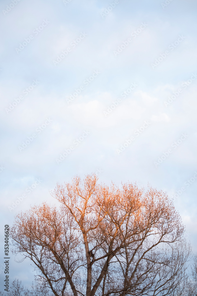 Big tree at sunset during winter, Rome, Europe Big tree at sunset during winter, Rome, Europe