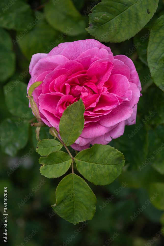 Pink rose in garden