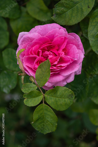 Pink rose in garden