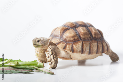 African species of spurred tortoise (Centrochelys sulcata) isolate on white background
