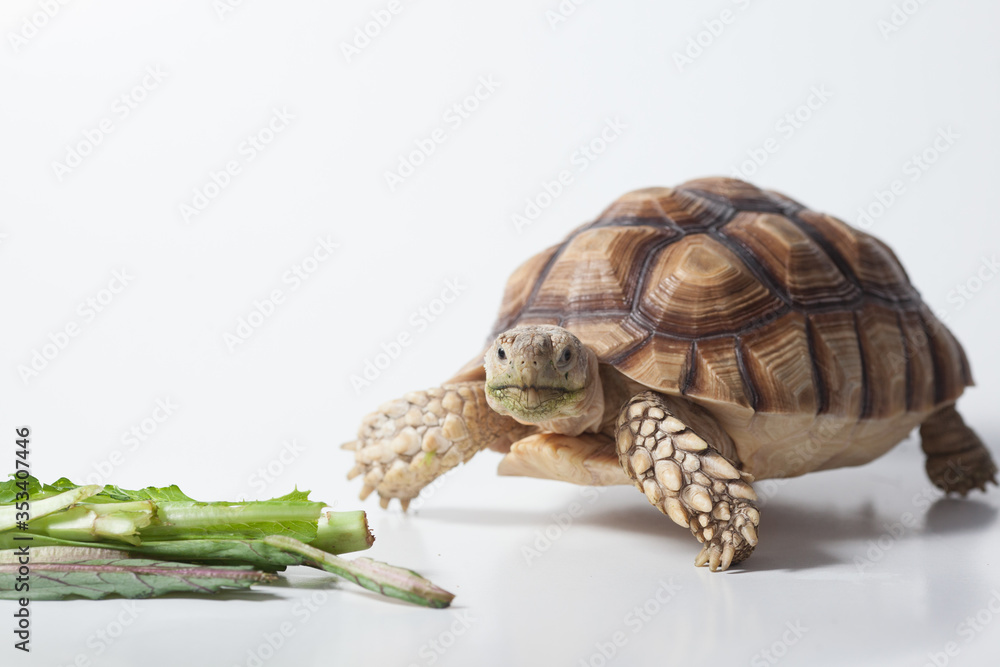Naklejka premium African species of spurred tortoise (Centrochelys sulcata) isolate on white background